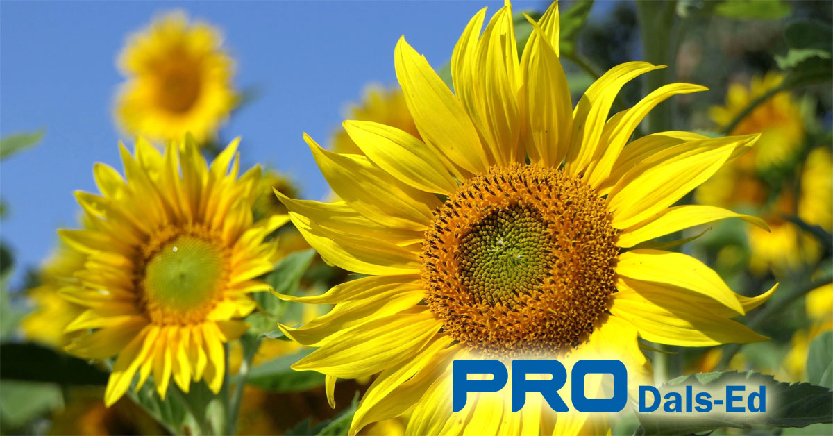 solros-pro