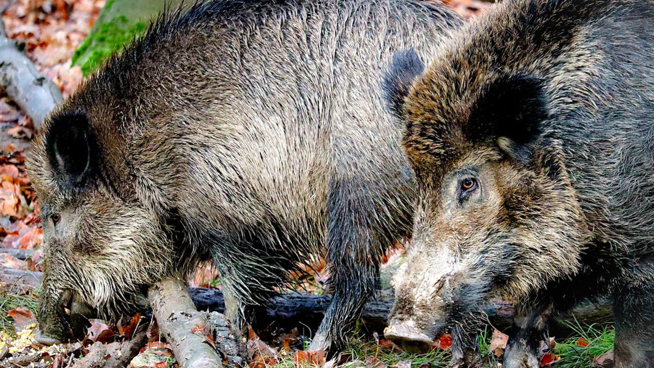 Vildsvin